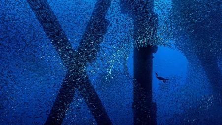 一只勃兰特鸬鹚在洛杉矶海岸石油钻塔下的一群太平洋鲭鱼中觅食，加利福尼亚