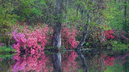 粉色、紫色、红色……
