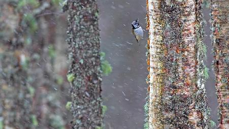 借来的日子到了
