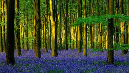 Micheldever Wood的蓝铃花，英国汉普郡