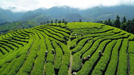 清明节又叫踏青节，在仲春与暮春之交，也就是冬至后的第108天