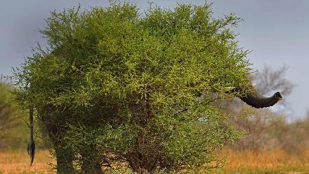 为什么大象会躲在树上?