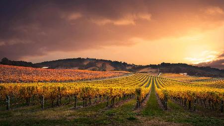 阿德莱德山的葡萄园，澳大利亚