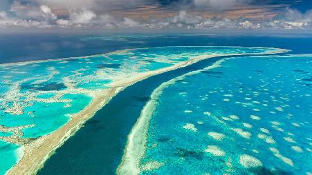 地球上最大的生物