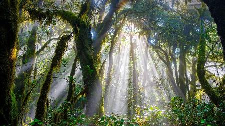 西班牙的世界遗产。"加拉霍内国家公园"，西班牙，加那利群岛。