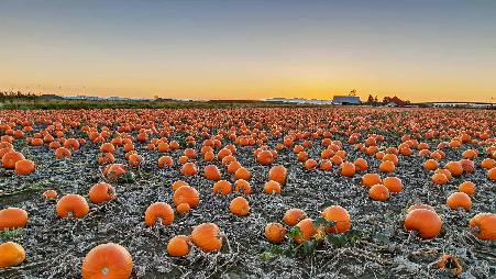 一个最真诚的南瓜地