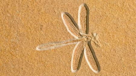 1.5亿年前的蜻蜓化石，德国巴伐利亚