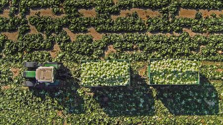 田里的拖拉机和装载着卷心菜的拖车，奥地利圣珀尔滕