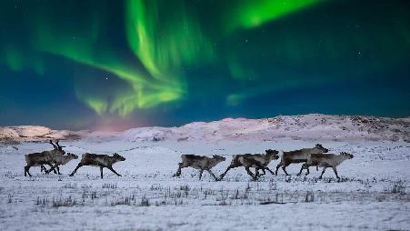 挪威苔原上的北极光和野生驯鹿