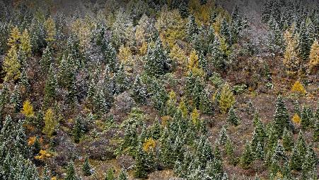 四姐妹，千树万树