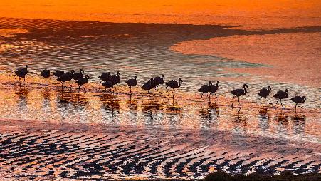 爱德阿都·阿瓦罗·安第斯国家保护区内的火烈鸟，玻利维亚