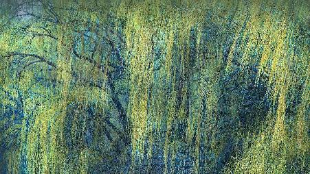 《小柳树的嫩芽》，美国，明尼苏达州