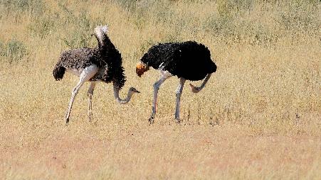 南非Kgalagadi跨国公园，一对鸵鸟在谈恋爱