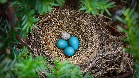 知更鸟的巢里有一个棕色的牛头鸟蛋