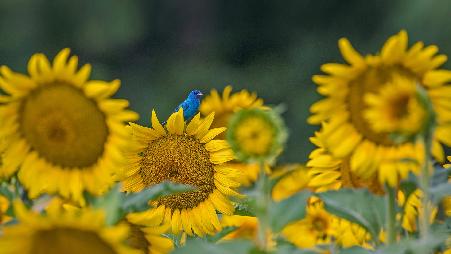 向日葵上的一只靛蓝彩旗鸟