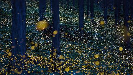 一只萤火虫嬉戏