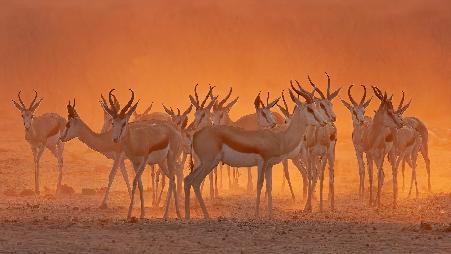 埃托沙国家公园内一处水坑附近的跳羚，纳米比亚