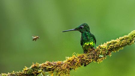 《蜂鸟与蜜蜂》，哥伦比亚