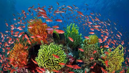 一个戈尔迪联欢晚会