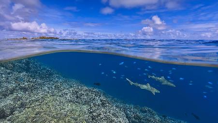 对鲨鱼的不同看法