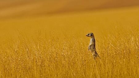 一只猫鼬独自站着
