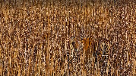 隐藏在高草丛中的老虎，印度阿萨姆邦