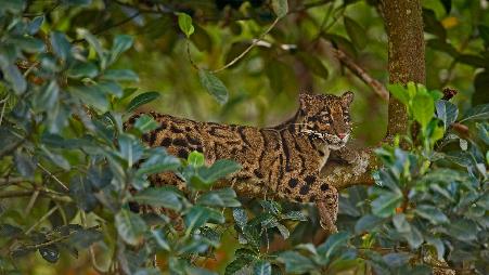 对一只特别的猫来说是特别的一天