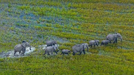 你还不知道吗？今天是世界大象日!