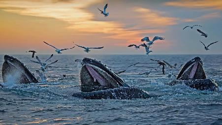 美国马萨诸塞州海岸的座头鲸