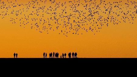 秋季在湿地上空迁徙的椋鸟群