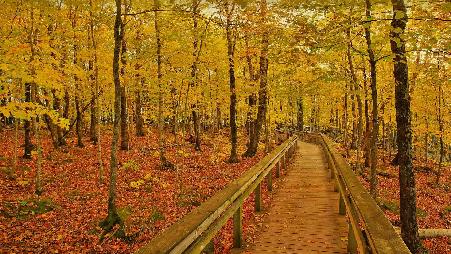 豪猪山荒野国家公园中的小路，美国密歇根州