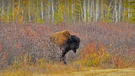 加拿大西北地区的一头森林野牛