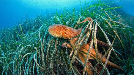 在法国海岸附近狮子湾的海草中常见的章鱼