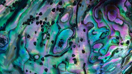 黑足鲍鱼壳，产自新西兰