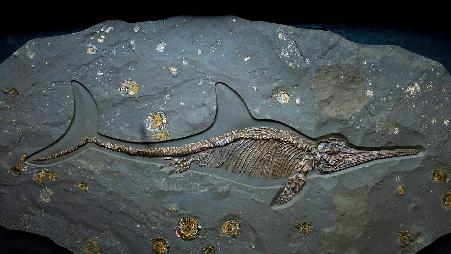 鱼龙化石，莱姆里吉斯恐龙化石博物馆，英国