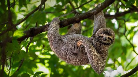 微笑的树懒,哥斯达黎加