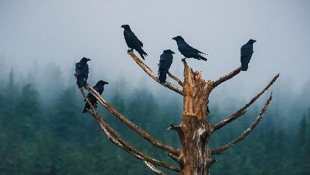 普通且常见的乌鸦