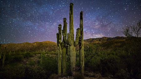 星空下的仙人掌家族，美国萨瓜罗国家公园