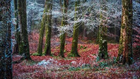 Invergarry村庄附近的森林，苏格兰