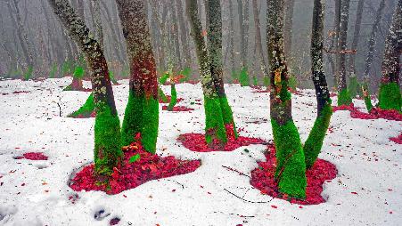 宛如圣诞精灵的树干，乌克兰喀尔巴阡山脉