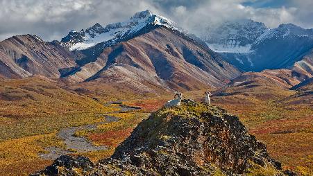 迪纳利国家公园里的白大角羊，阿拉斯加