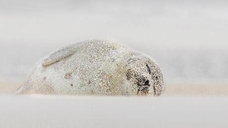 睡在海滩上的竖琴海豹，纽约长岛