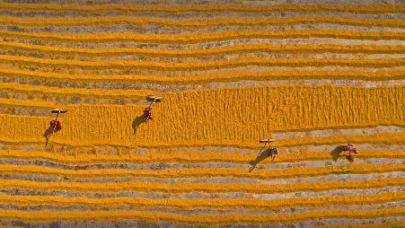 正在晾晒的大米，孟加拉国达卡