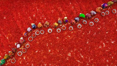 农场上晾晒的红辣椒，孟加拉国博格拉县