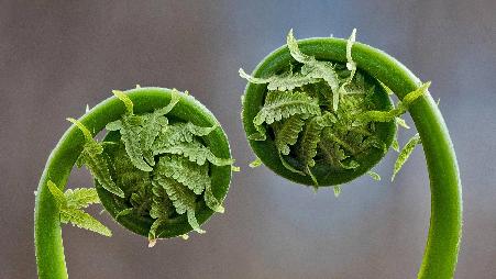 在盛产蕨菜的春日里