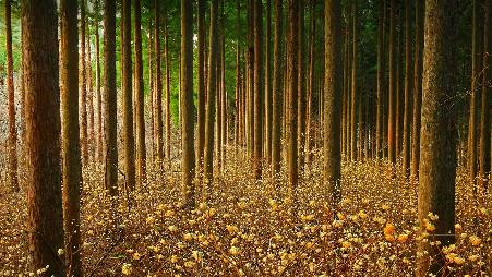 是金色的花朵？还是造纸的灵魂？