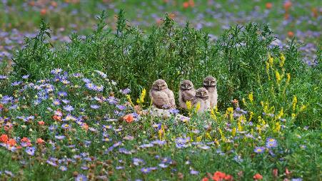 小穴鸮们会与你不期而遇