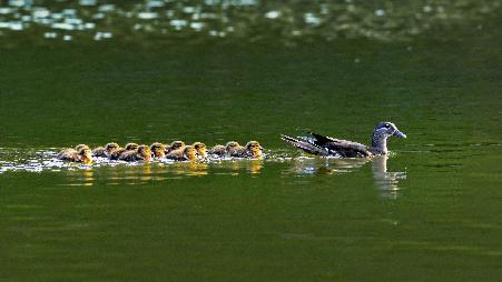 这节游泳课进行得很顺利