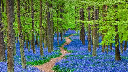 是否有胆量穿过这片蓝铃花丛？