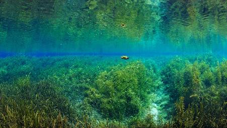 龟龟们畅游的好日子